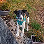 dog, black_and_white, harness, stone_wall, garden, plants, flowers, grass, outdoor, daylight, moss, potted_plant, curious, pet, canine, nature, small_dog, alert, leaves, soil