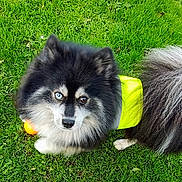 Atlas a rejoint le concours — aidez-le/la à gagner de superbes lots ! dog, fluffy, heterochromia, blue_eye, brown_eye, grass, outdoor, yellow_vest, pet, canine, fur, tail, ball, animal, alert, nature, playful, cute, domestic, companion
