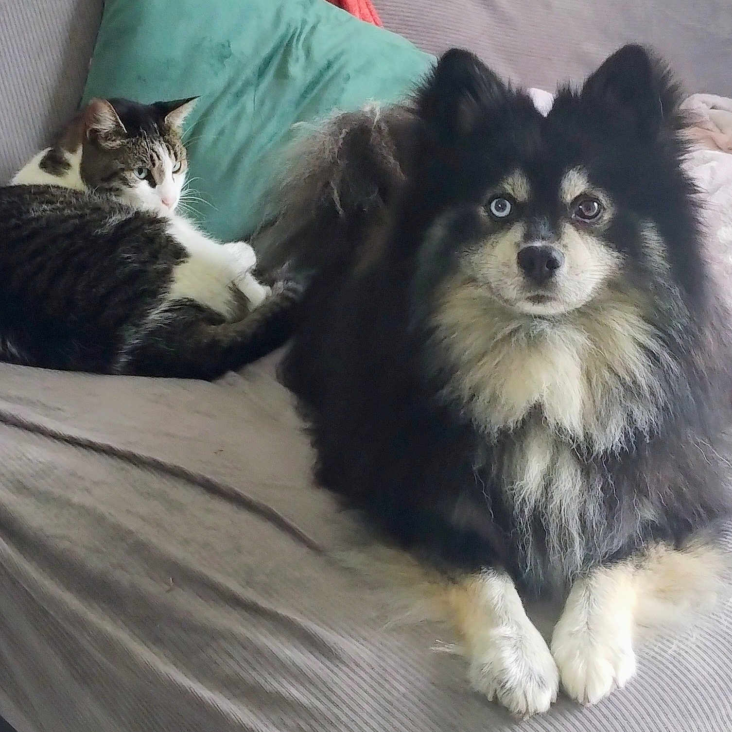 Atlas participe au concours pour gagner de l'argent avec cette photo : animal, black, cat, companion, couch, cozy, cute, dog, domestic, fluffy, fur, furry, household, indoor, pet, portrait, relaxed, resting, tabby, white