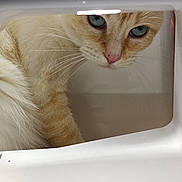 Plume participe au concours pour gagner de l'argent avec cette photo : cat, blue_eyes, curious, cream_colored, whiskers, close_up, appliance, buttons, white, indoor, pet, feline, exploring, face, nostrils, fur, animal, domestic, looking, hidden