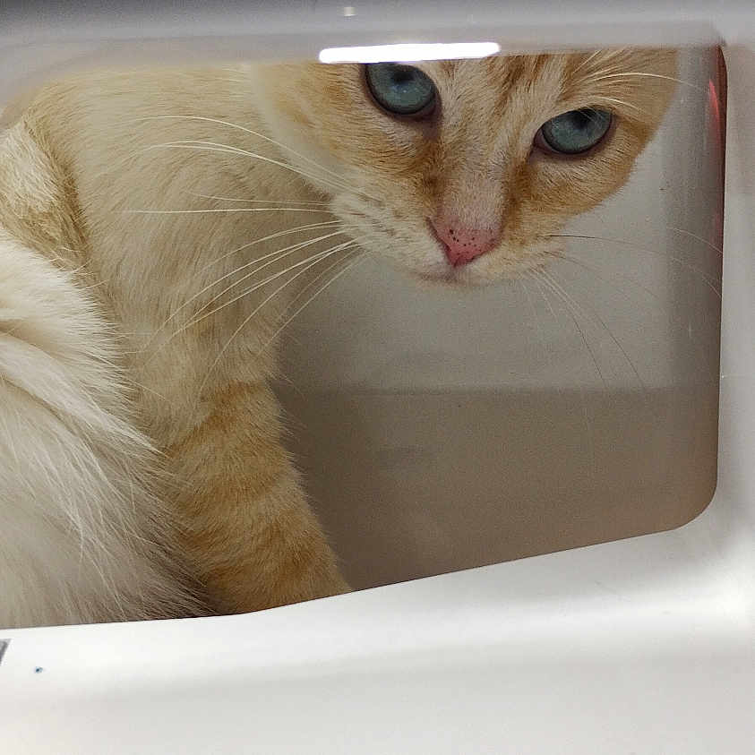 Plume participe au concours pour gagner de l'argent avec cette photo : animal, appliance, blue_eyes, buttons, cat, close_up, cream_colored, curious, domestic, exploring, face, feline, fur, hidden, indoor, looking, nostrils, pet, whiskers, white