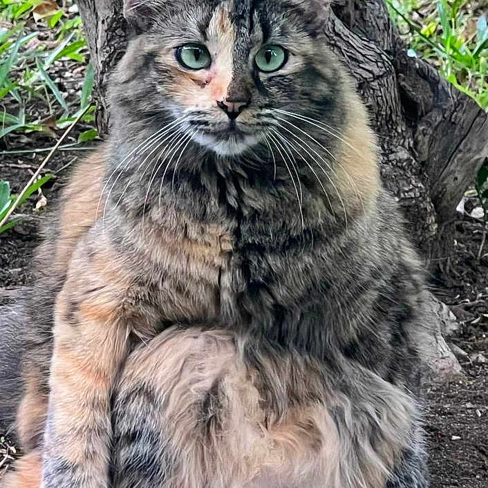 Stella