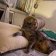 Violette participe au concours pour gagner de l'argent avec cette photo : cat, tabby, bed, pillow, curtains, lamp, cat_tunnel, indoor, relaxed, feline, cozy, home, resting, striped, pet, animal, window, fabric, furniture, cute