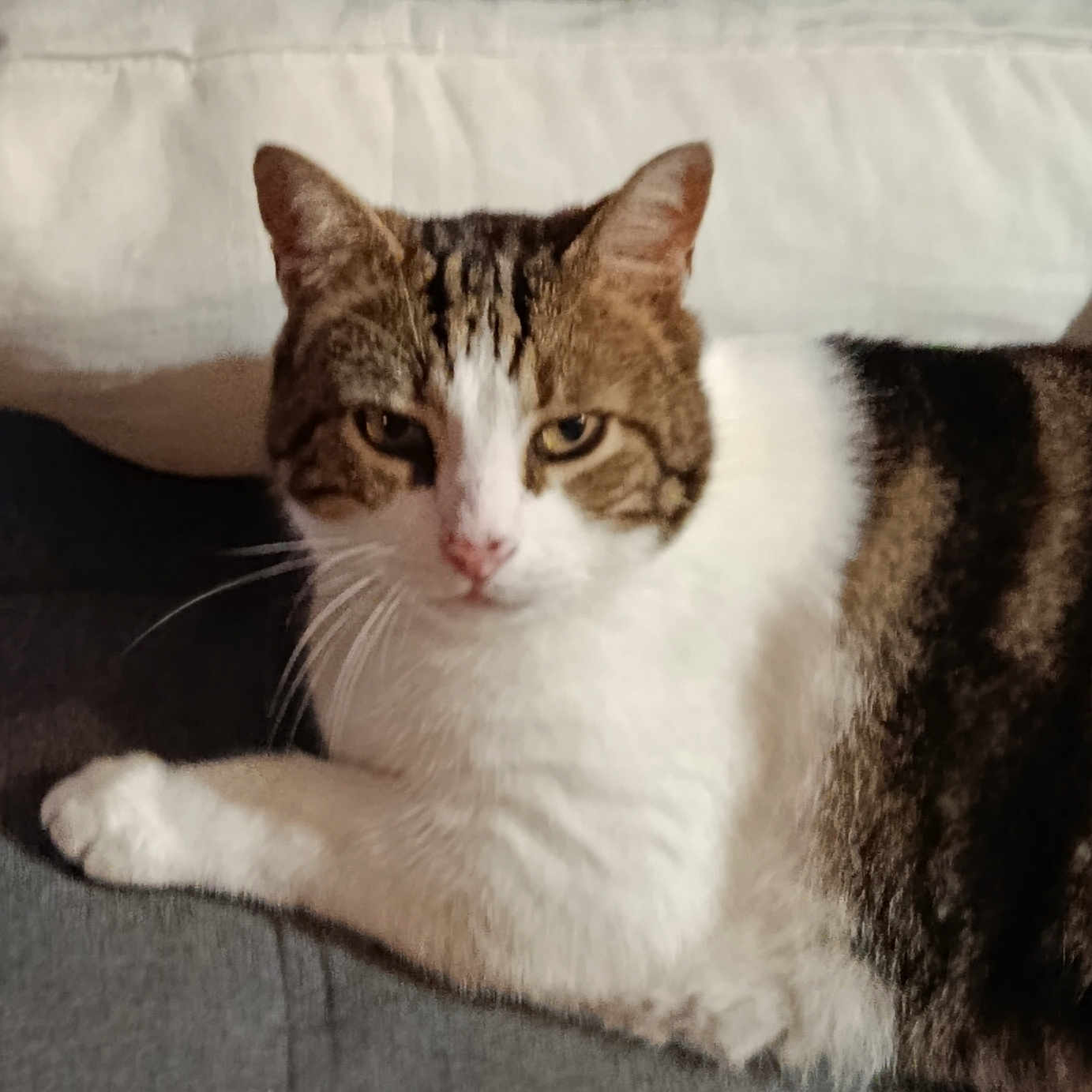 Kiki a rejoint le concours — aidez-le/la à gagner de superbes lots ! cat, tabby, white_fur, pet, animal, indoor, cushion, gray_surface, resting, looking, fur, whiskers, ears, face, paw, closeup, domestic_cat, mammal, relaxed, feline