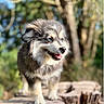 puppy, dog, outdoor, forest, tree_stump, sunlight, cute, fluffy, tongue_out, animal, nature, young_dog, pet, brown_fur, happy, standing, eyes, canine, background, daylight