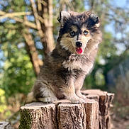 Nala participe au concours pour gagner de l'argent avec cette photo : puppy, dog, tree_stump, outdoor, nature, forest, greenery, sunlight, happy, tongue_out, cute, fluffy, animal, pet, young_dog, blurred_background, daylight, sitting, canine, fur