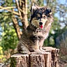 puppy, dog, tree_stump, outdoor, nature, forest, greenery, sunlight, happy, tongue_out, cute, fluffy, animal, pet, young_dog, blurred_background, daylight, sitting, canine, fur