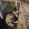 Nala a rejoint le concours — aidez-le/la à gagner de superbes lots ! dog, grass, wood, night, shadow, outdoor, fence, pole, bench, gravel, park, animal, pet, resting, blurred, lighting, tree, nature, quiet, relaxing