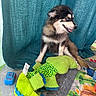 Nala a rejoint le concours — aidez-le/la à gagner de superbes lots ! puppy, dog, blue_eyes, plush_toy, green_toy, toy_car, play_mat, curtain, indoor, pet, cute, fluffy, young_dog, colorful, child_hand, soft_toy, animal, pet_toy, floor, playtime