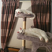 Hazel is registered to the contest to win money with this photo: animal, cat, cat_tree, cats, cozy, curtains, domestic_animal, fluffy, furniture, home, indoor, mammal, pet, relaxing, resting, sleeping, soft, two_cats, white_cat, window