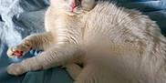 Hazel is registered to the contest to win money with this photo: animal, bed, blanket, blue_eye, cat, cute, domestic_cat, feline, fur, green_eye, heterochromia, indoor, laying, paw, pet, relaxed, resting, sleepy, whiskers, white_cat