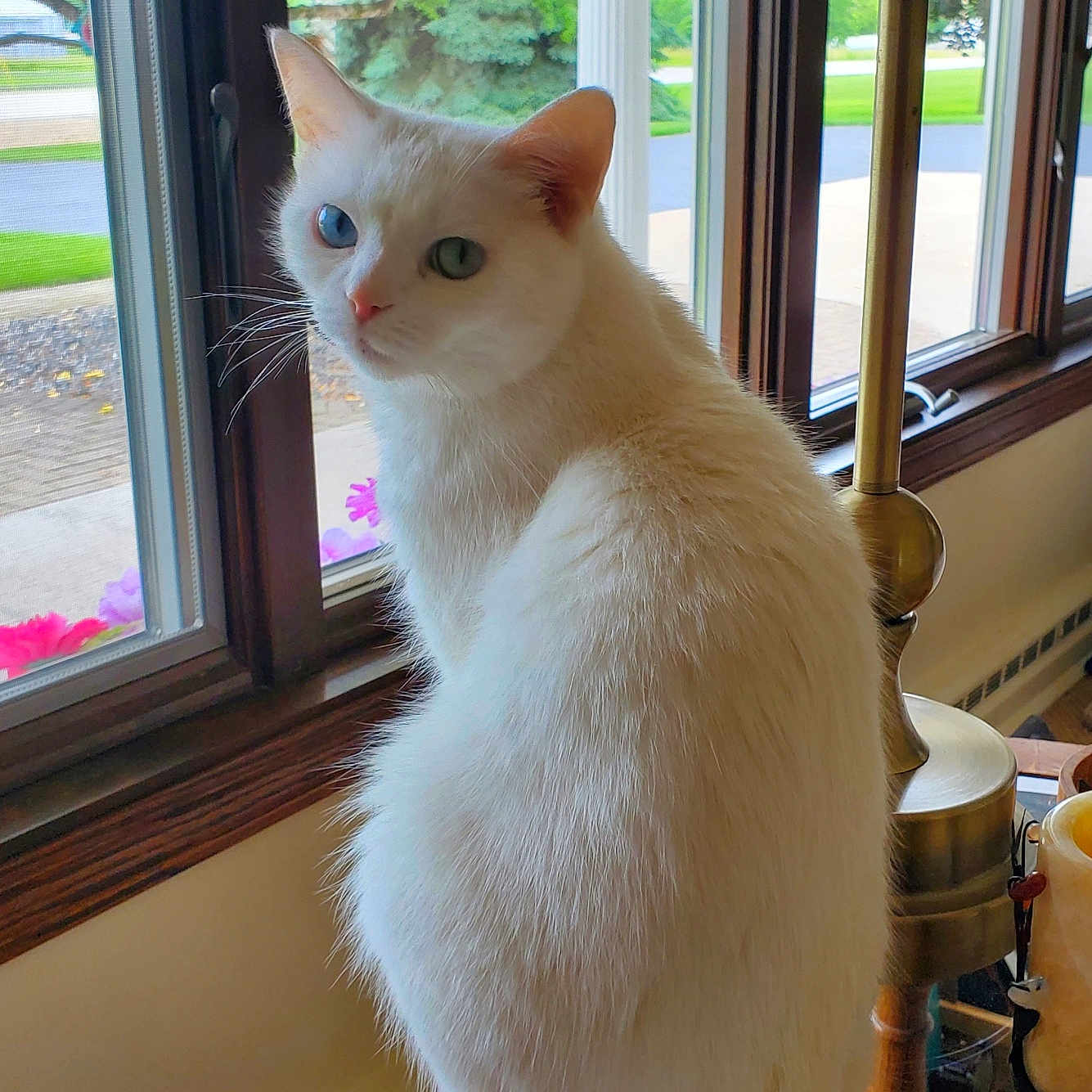 Sassy is registered to the contest to win money with this photo: animal, blue_eye, cat, cozy, curious, cute, domestic_animal, fluffy_fur, furniture, green_eye, heterochromia, home, indoor, lamp, looking_outside, natural_light, pet, white_cat, window, wooden_surface