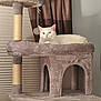 Sassy is registered to the contest to win money with this photo: animal, animal_portrait, calm, cat, cat_tree, cozy, curtains, domestic_cat, fur, furniture, household, indoors, pet, plush, relaxed, resting, sitting, soft_lighting, white_cat, window_blinds