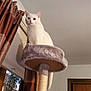 animal, calm, cat, cat_tree, curtains, domestic_animal, feline, furry, home, indoor, looking, one_eye_blue, one_eye_green, perched, pet, plush, quiet, room, white_cat, window