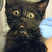 Jetter joined the competition — help win amazing prizes! black_kitten, cat, pet, animal, close_up, whiskers, paws, claws, curious, wide_eyes, feline, fur, indoor, cute, looking_up, young, domestic_cat, adorable, clinging, tiny