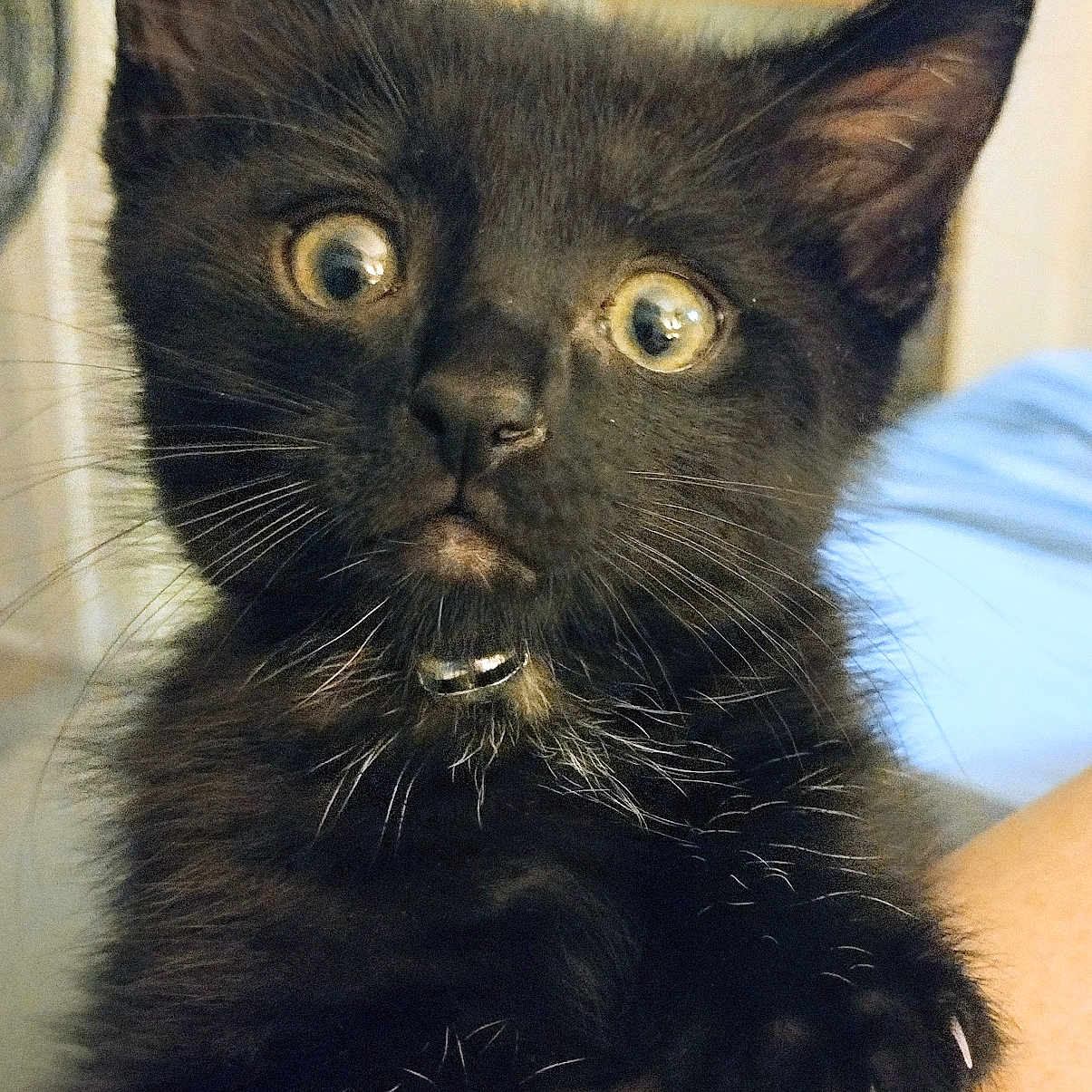 Jetter joined the competition — help win amazing prizes! adorable, animal, black_kitten, cat, claws, clinging, close_up, curious, cute, domestic_cat, feline, fur, indoor, looking_up, paws, pet, tiny, whiskers, wide_eyes, young