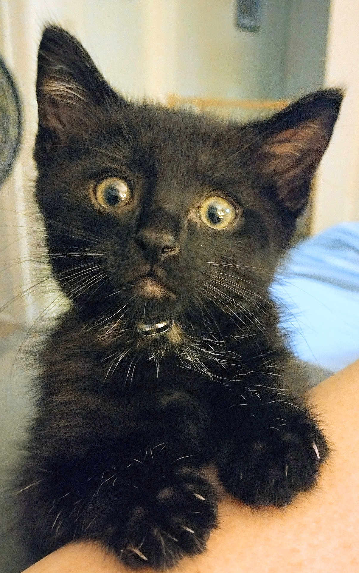 Jetter joined the competition — help win amazing prizes! black_kitten, cat, pet, animal, close_up, whiskers, paws, claws, curious, wide_eyes, feline, fur, indoor, cute, looking_up, young, domestic_cat, adorable, clinging, tiny