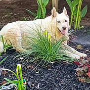 Sugar is registered to the contest to win money with this photo: animal, canine, dog, flower, fur, garden, greenery, happy, laying_down, leaf, mulch, nature, outdoor, pet, plants, relaxed, smiling, summer, sunlight, white_dog