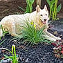 animal, canine, dog, flower, fur, garden, greenery, happy, laying_down, leaf, mulch, nature, outdoor, pet, plants, relaxed, smiling, summer, sunlight, white_dog