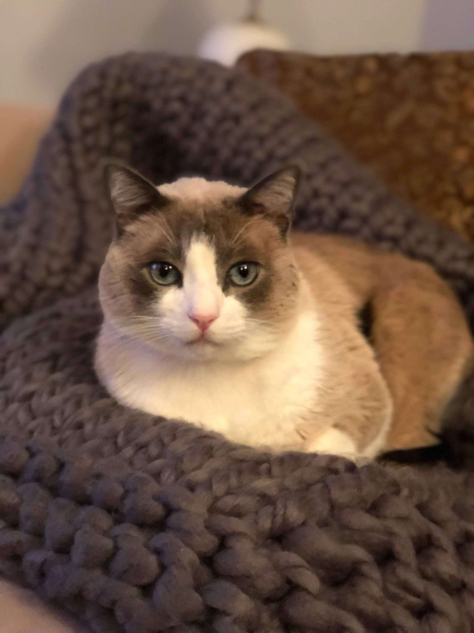 Cat joined the competition — help win amazing prizes! box, carnivore, cat, cat_supply, comfort, domestic_short_haired_cat, fawn, felidae, fur, grey, paw, pet_supply, small_to_medium_sized_cats, snout, stairs, tail, whiskers, window, wood