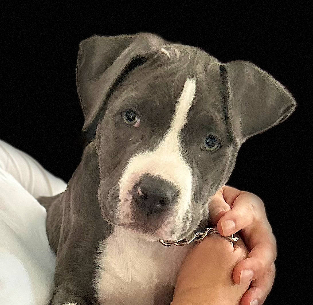 Ube is registered to the contest to win money with this photo: canidae, carnivore, companion_dog, dog, dog_breed, fawn, fur, monochrome_photography, nail, no_expression, non_sporting_group, snout, sporting_group, whiskers, working_animal