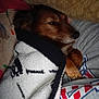 Sinbad is registered to the contest to win money with this photo: bed, blanket, couch, cozy, dachshund, dog, face, fur, human_arm, indoor, nose, pattern, paw, pet, pillow, portrait, resting, side_view, sleeping, textile