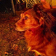 Sinbad is registered to the contest to win money with this photo: animal, backyard, brown_fur, chain_link_fence, closeup, dog, ear, eye, fur_texture, grass, hand, leaves, muzzle, night, outdoor, pet, portrait, profile, sitting, warm_light