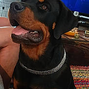 Roy participe au concours pour gagner de l'argent avec cette photo : accessories, adult, animal, canine, computerhardware, cup, dog, electronics, female, hardware, hound, jewelry, monitor, necklace, person, pet, plate, screen, tv, woman