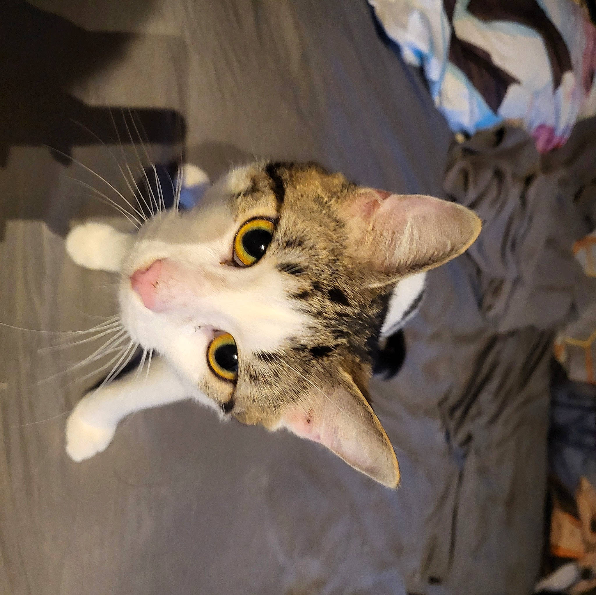 Shiro a rejoint le concours — aidez-le/la à gagner de superbes lots ! carnivore, cat, claw, domestic_short_haired_cat, eye, felidae, fur, paw, small_to_medium_sized_cats, snout, whiskers