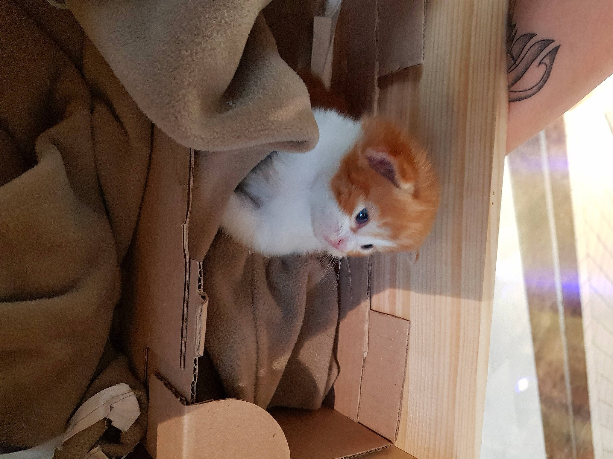 Ryu a rejoint le concours — aidez-le/la à gagner de superbes lots ! box, canidae, cardboard, carnivore, cat, comfort, companion_dog, dog_breed, domestic_short_haired_cat, fawn, felidae, flooring, fur, hardwood, shipping_box, small_to_medium_sized_cats, sporting_group, tail, whiskers, wood