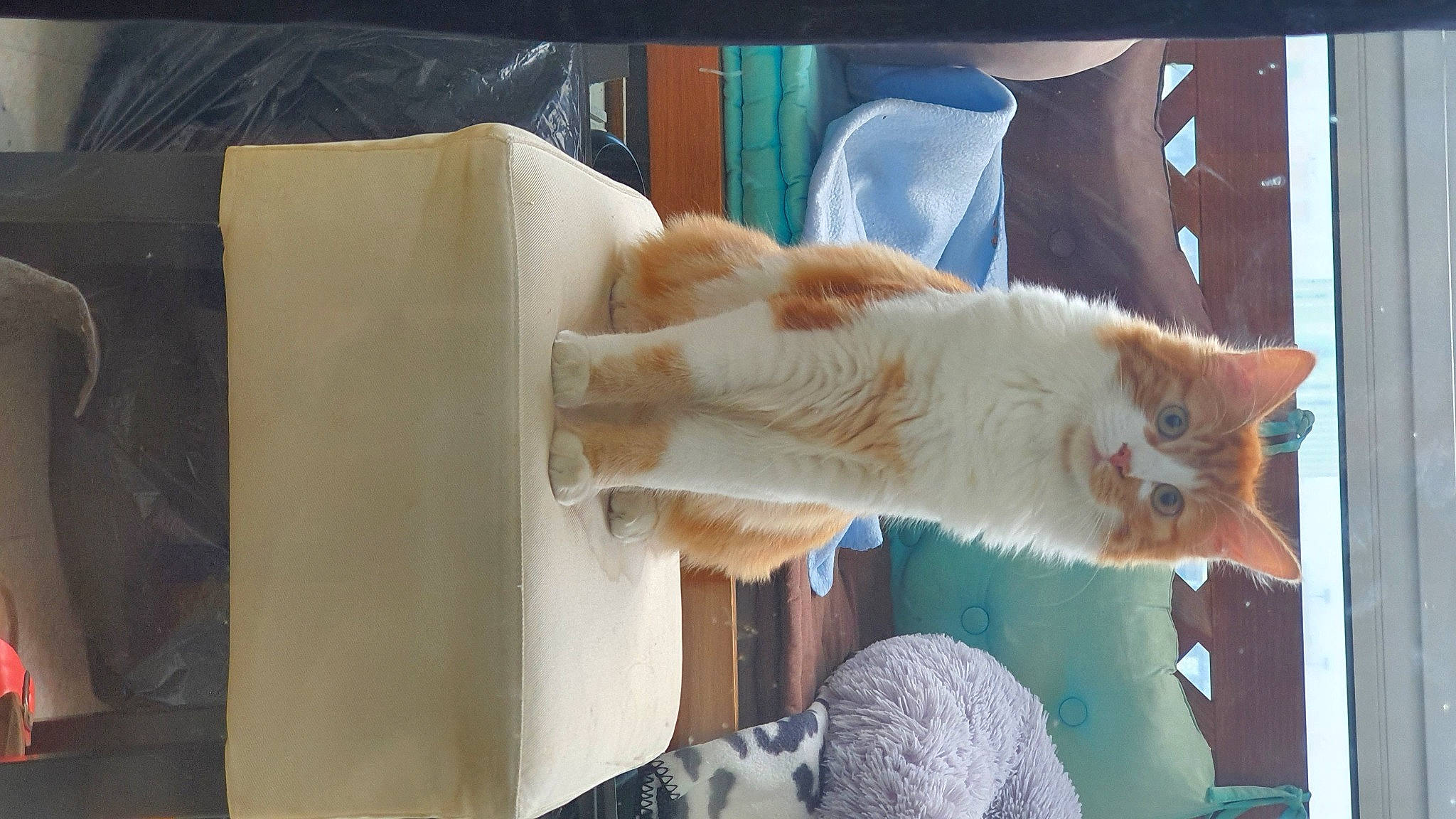 Ryu a rejoint le concours — aidez-le/la à gagner de superbes lots ! canidae, carnivore, cat, chair, claw, comfort, domestic_short_haired_cat, fawn, felidae, fur, linens, paw, room, small_to_medium_sized_cats, tail, whiskers, window, wood, wool