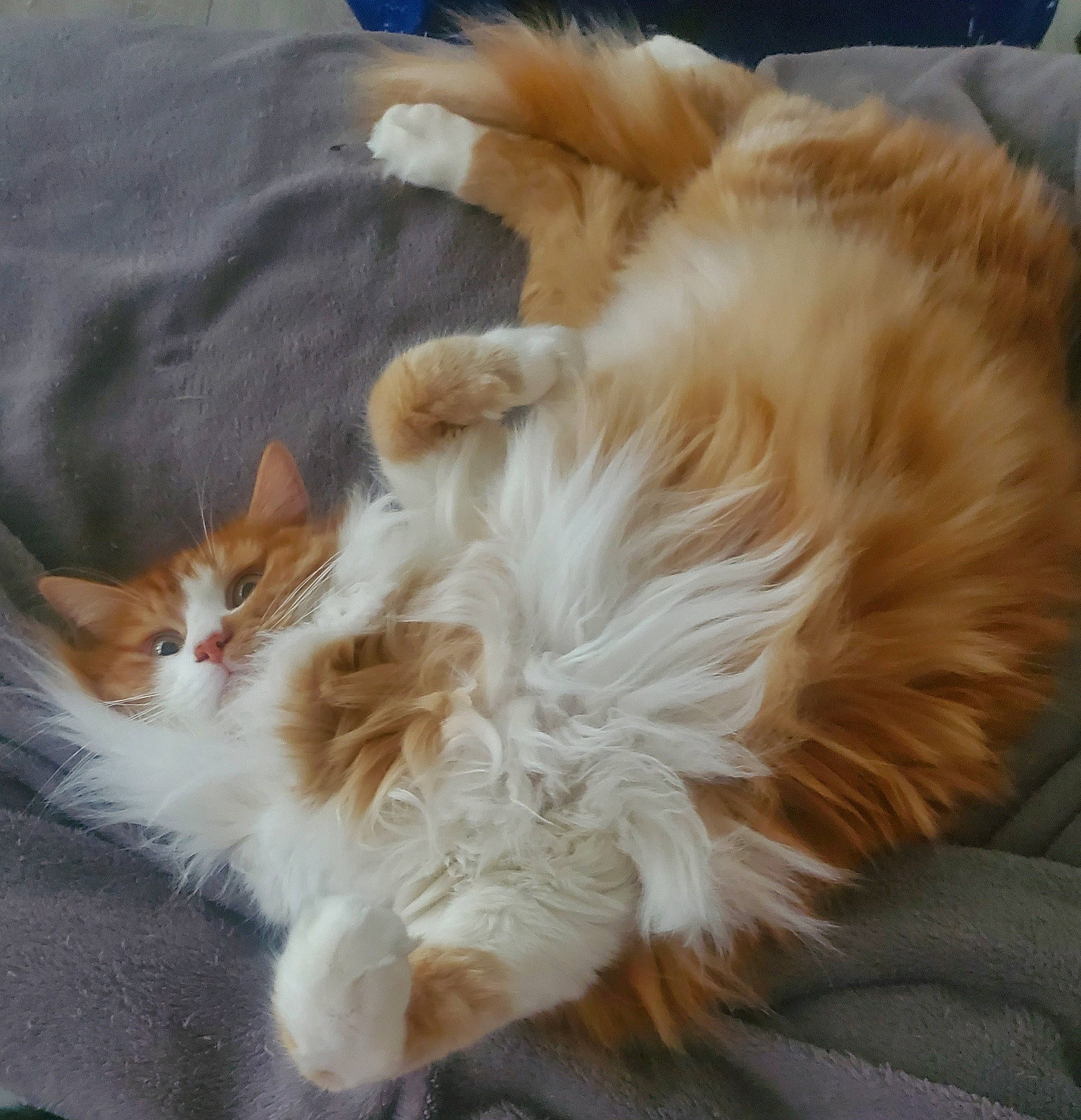 Ryu participe au concours pour gagner de l'argent avec cette photo : canidae, carnivore, cat, claw, comfort, companion_dog, dog_breed, fawn, felidae, fur, natural_material, paw, small_to_medium_sized_cats, snout, tail, whiskers