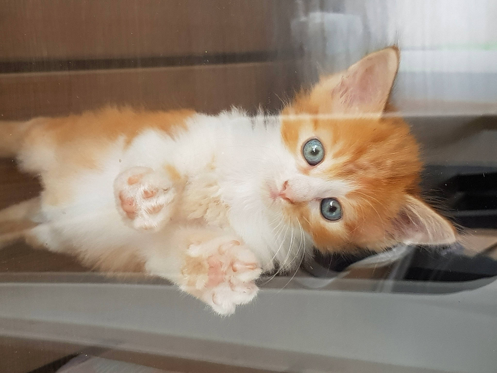 Ryu a rejoint le concours — aidez-le/la à gagner de superbes lots ! bed, box, carnivore, cat, claw, comfort, computer_monitor, domestic_short_haired_cat, drawer, fawn, felidae, fur, paw, small_to_medium_sized_cats, snout, tail, whiskers, wood