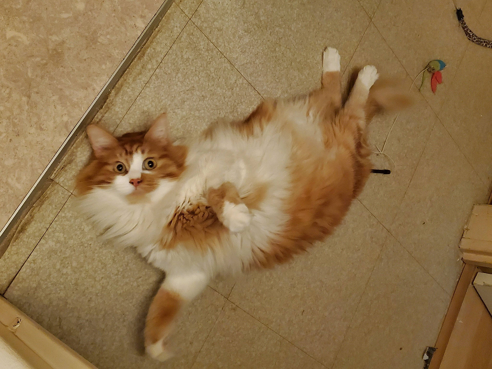 Ryu participe au concours pour gagner de l'argent avec cette photo : carnivore, cat, claw, domestic_short_haired_cat, fawn, felidae, flooring, fur, hardwood, mammal, paw, small_to_medium_sized_cats, snout, tail, terrestrial_animal, whiskers, wood