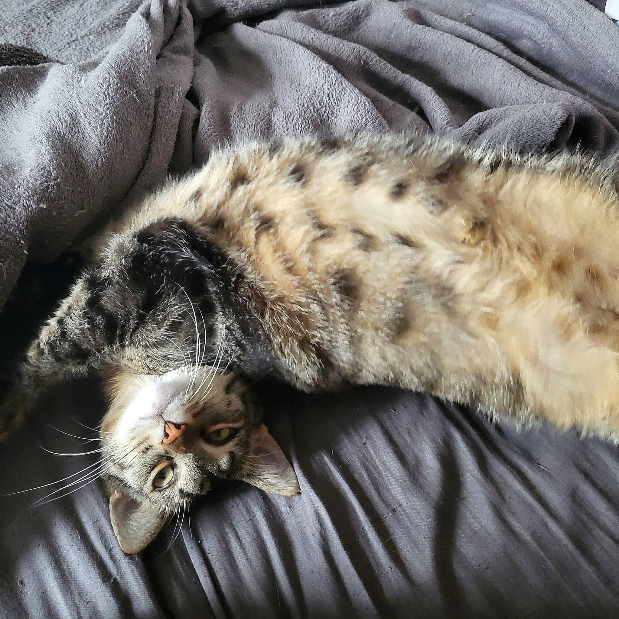 Hime participe au concours pour gagner de l'argent avec cette photo : carnivore, cat, claw, comfort, domestic_short_haired_cat, felidae, fur, grey, nap, paw, sleep, small_to_medium_sized_cats, snout, tail, terrestrial_animal, textile, whiskers