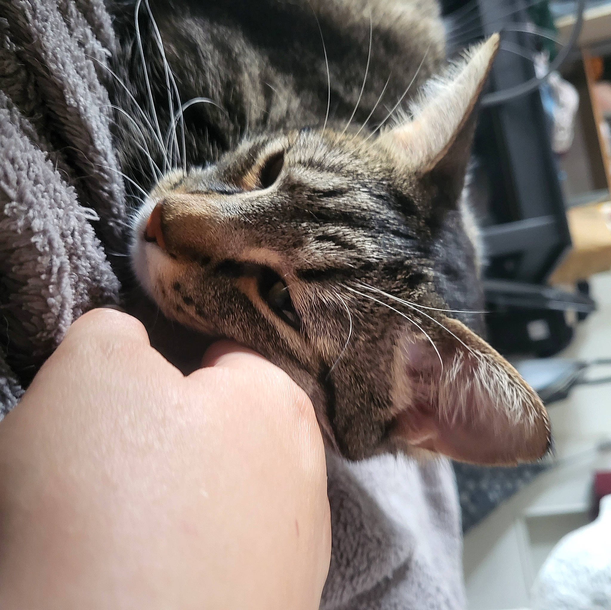 Hime participe au concours pour gagner de l'argent avec cette photo : carnivore, cat, claw, close_up, comfort, domestic_short_haired_cat, ear, eye, felidae, fur, gesture, hand, human_leg, nail, nap, paw, small_to_medium_sized_cats, snout, whiskers, wildlife