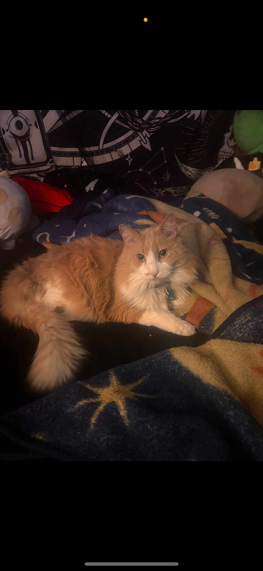 Mango is registered to the contest to win money with this photo: cat, orange_cat, white_cat, fluffy, pet, animal, blanket, stars, plush_toy, tapestry, indoor, cozy, relaxed, feline, cute, fur, resting, looking_at_camera, home, decor