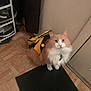 Mango is registered to the contest to win money with this photo: cat, costume, bee_costume, pet, indoor, floor, mat, door, shoes, shoe_rack, curious, orange_cat, white_fur, fluffy, animal, domestic_cat, looking_up, tail, feline, home
