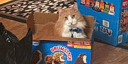 Mango joined the competition — help win amazing prizes! cat, cardboard_box, indoor, living_room, floor, rug, coffee_table, drink_box, orange_cat, white_cat, pet, furniture, wood_floor, curious, sitting, domestic_animal, cozy, home, relaxed, collar