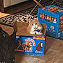 cat, cardboard_box, indoor, living_room, floor, rug, coffee_table, drink_box, orange_cat, white_cat, pet, furniture, wood_floor, curious, sitting, domestic_animal, cozy, home, relaxed, collar