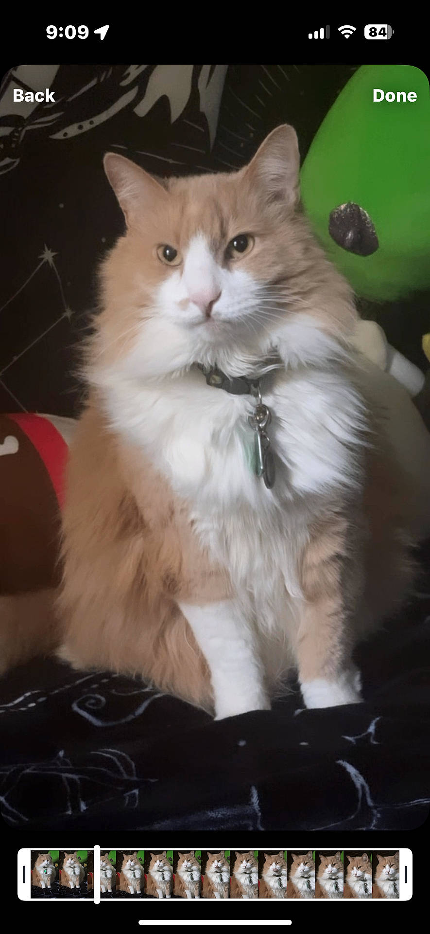 Mango is registered to the contest to win money with this photo: animal, background, cat, closeup, collar, cute, domestic, feline, fluffy, fur, indoor, looking, mammal, orange_cat, pet, portrait, sitting, soft, toy, white_cat