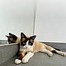 black_markings, blue_eyes, brown_fur, camera_interface, cat, cream_fur, indoor, kitten, lock_screen, lying_down, mirror, pet, pointed_ears, portrait, reflection, relaxed, smartphone_screenshot, tiled_floor, wall, white_paws