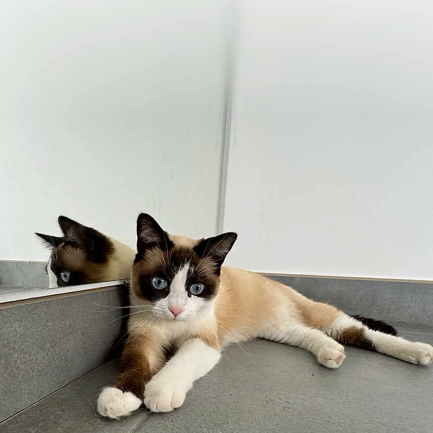 Iris a rejoint le concours — aidez-le/la à gagner de superbes lots ! black_markings, blue_eyes, brown_fur, camera_interface, cat, cream_fur, indoor, kitten, lock_screen, lying_down, mirror, pet, pointed_ears, portrait, reflection, relaxed, smartphone_screenshot, tiled_floor, wall, white_paws
