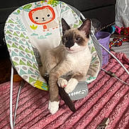 Nikobear joined the competition — help win amazing prizes! cat, siamese_cat, baby_rocker, toy, living_room, pink_rug, furniture, animal, pet, indoor, playful, cozy, colorful, relaxed, mammal, cute, household, domestic_animal, resting, decor