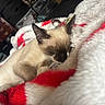 animal, blanket, cat, closeup, comfort, cozy, cute, fur, fur_pattern, indoor, kitten, pet, red, relaxation, resting, siamese_cat, sleeping, soft_texture, warm, white