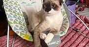 Nikobear joined the competition — help win amazing prizes! cat, siamese_cat, baby_rocker, lion_print, pink_rug, indoor, pet, toy, purple_bucket, sofa, floor, crossed_paws, furniture, playful, cute, cozy, animal, domestic, relaxed, household