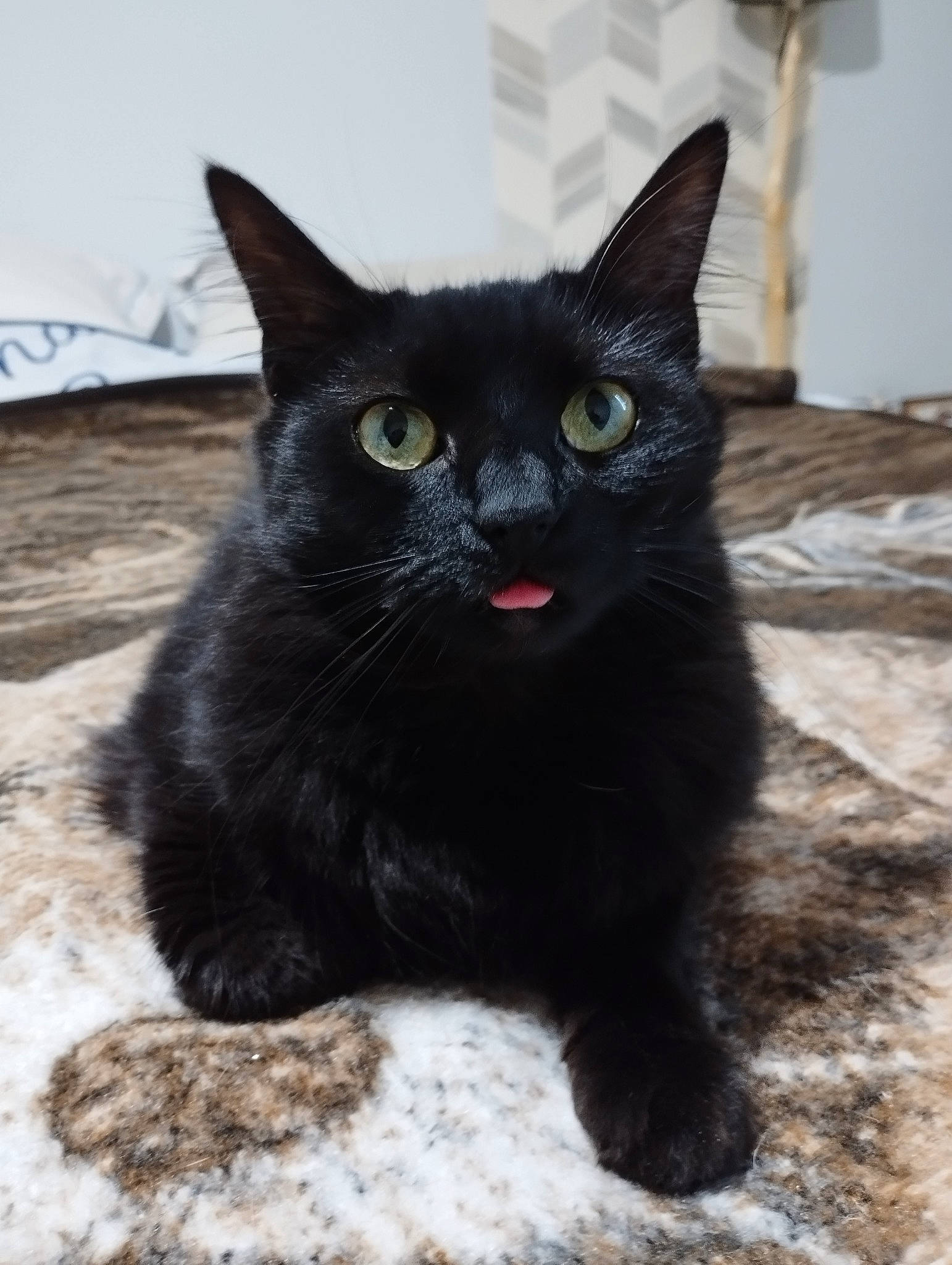 Bagheera a rejoint le concours — aidez-le/la à gagner de superbes lots ! black_cat, bombay, carnivore, cat, claw, domestic_short_haired_cat, felidae, fur, paw, small_to_medium_sized_cats, snout, snow, tail, terrestrial_animal, whiskers