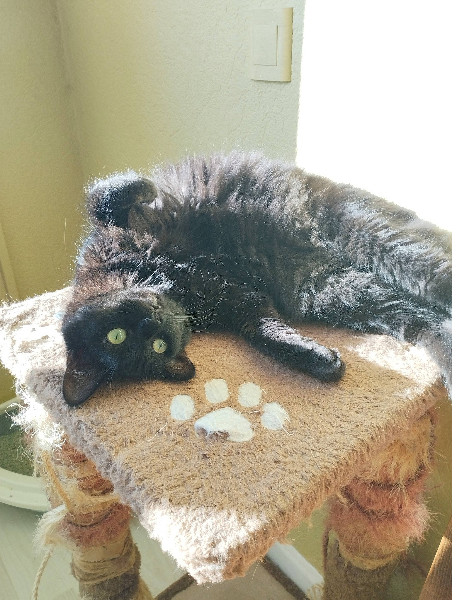 Bagheera a rejoint le concours — aidez-le/la à gagner de superbes lots ! black_cat, carnivore, cat, cat_bed, cat_supply, claw, comfort, companion_dog, domestic_short_haired_cat, felidae, fur, paw, room, small_to_medium_sized_cats, snout, tail, terrestrial_animal, whiskers