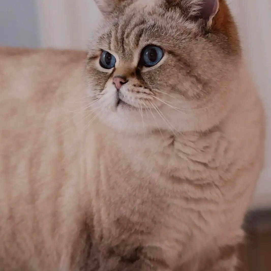 Léo