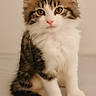 kitten, cat, fluffy, fur, white, brown, black, sitting, cute, pet, animal, young, innocent, portrait, indoor, soft, curious, ears, whiskers, nose